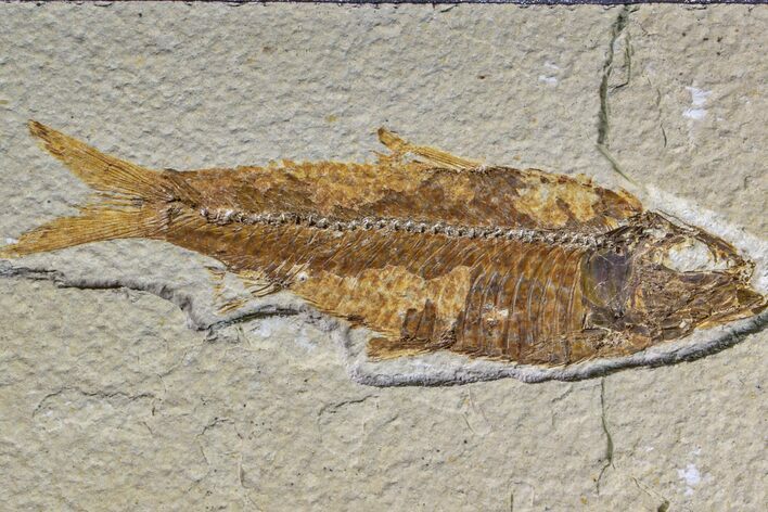 Fossil Fish (Knightia) - Wyoming #159062